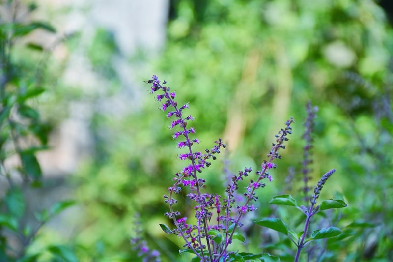 Fresh Herbs